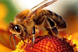62. Το μυστικό των μελισσών