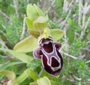 71. Ophrys kotschyi