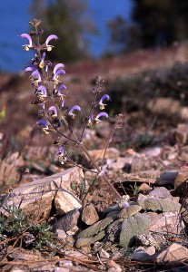 75. Salvia veneris