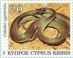 2014.08_Hierophis cypriensis 