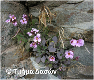 2013.03_Arabis purpurea.featured imagejpg