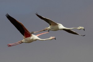 31 Flamingo