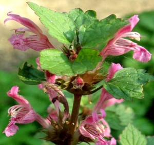 2014.03_Lamium garganicum ssp. striatum