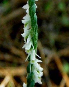 2014.11_spiranthes