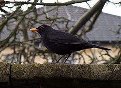 2014.12_Turdus merula