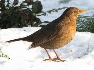 2014.12_Turdus Merula (female)