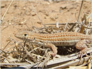 2012.12_Acanthodactylus shreiberi