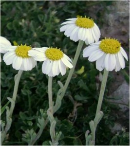 2013.01_Anthemis tomentosa L.