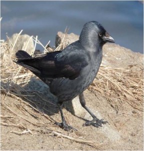 2013.02_CORVUS MONEDULA