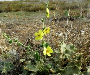 2015.09_Verbascum sinuatum L