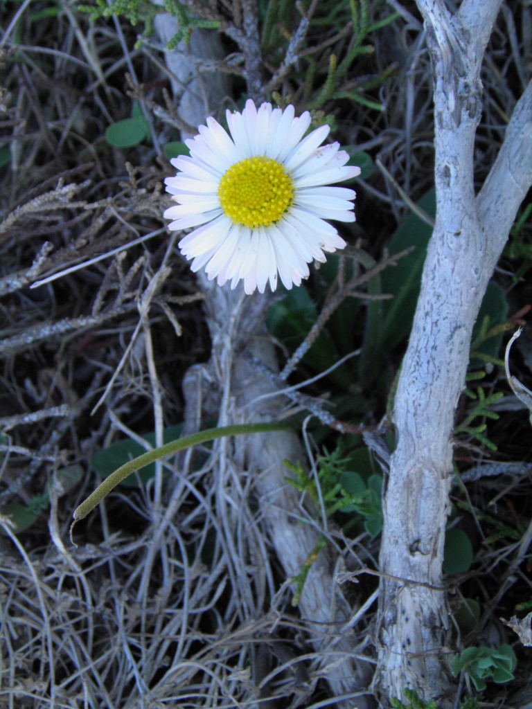 Bellis sylvestris Cyr